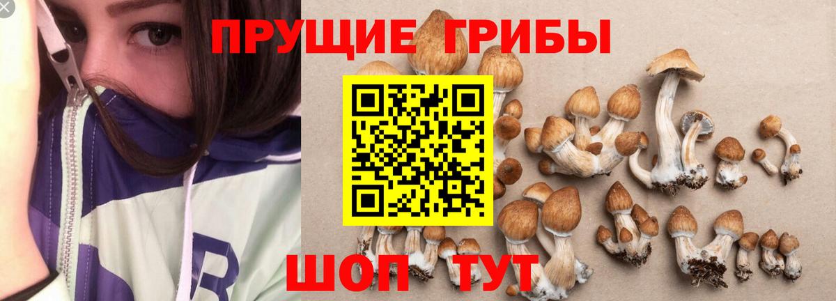 Псилоцибиновые грибы Cubensis  Вход с VPN  Псилоцибиновые грибы Psilocybe  Камень-на-Оби 